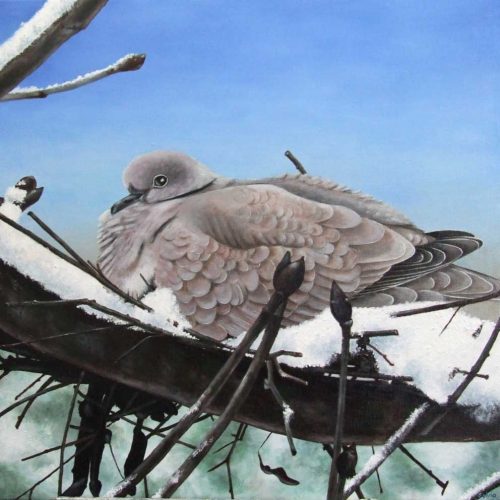 'Duif op nest in de sneeuw', olieverf, 60x60 cm